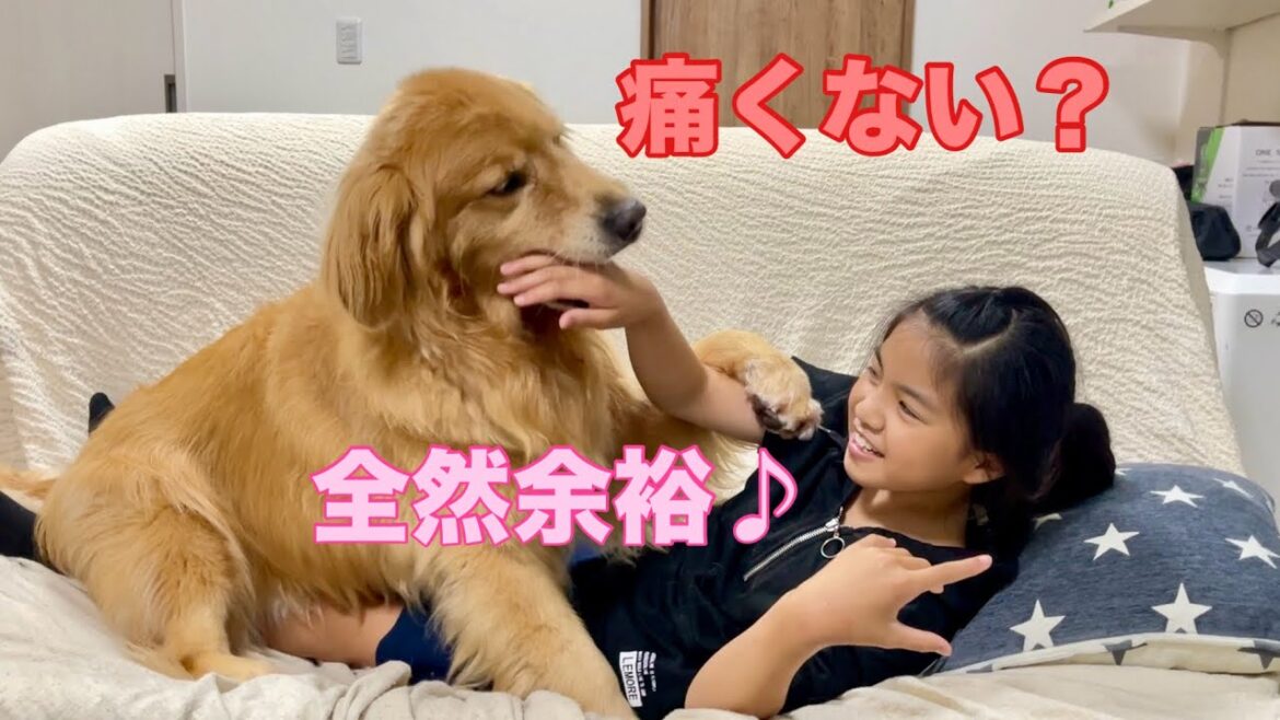 妹を噛む瞬間はめちゃくちゃ優しいのに、パンチは全力フルスイングな矛盾犬クッキー【ゴールデンレトリバーとミニチュアダックスフンド】 妹を噛む瞬間はめちゃくちゃ優しいのに、パンチは全力フルスイングな矛盾犬クッキー【ゴールデンレトリバーとミニチュアダックスフンド】