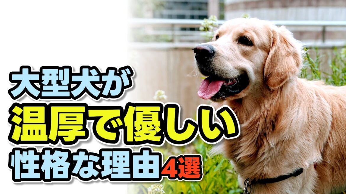 大型犬が温厚で優しい性格な理由4選｜日本の人気犬種も紹介