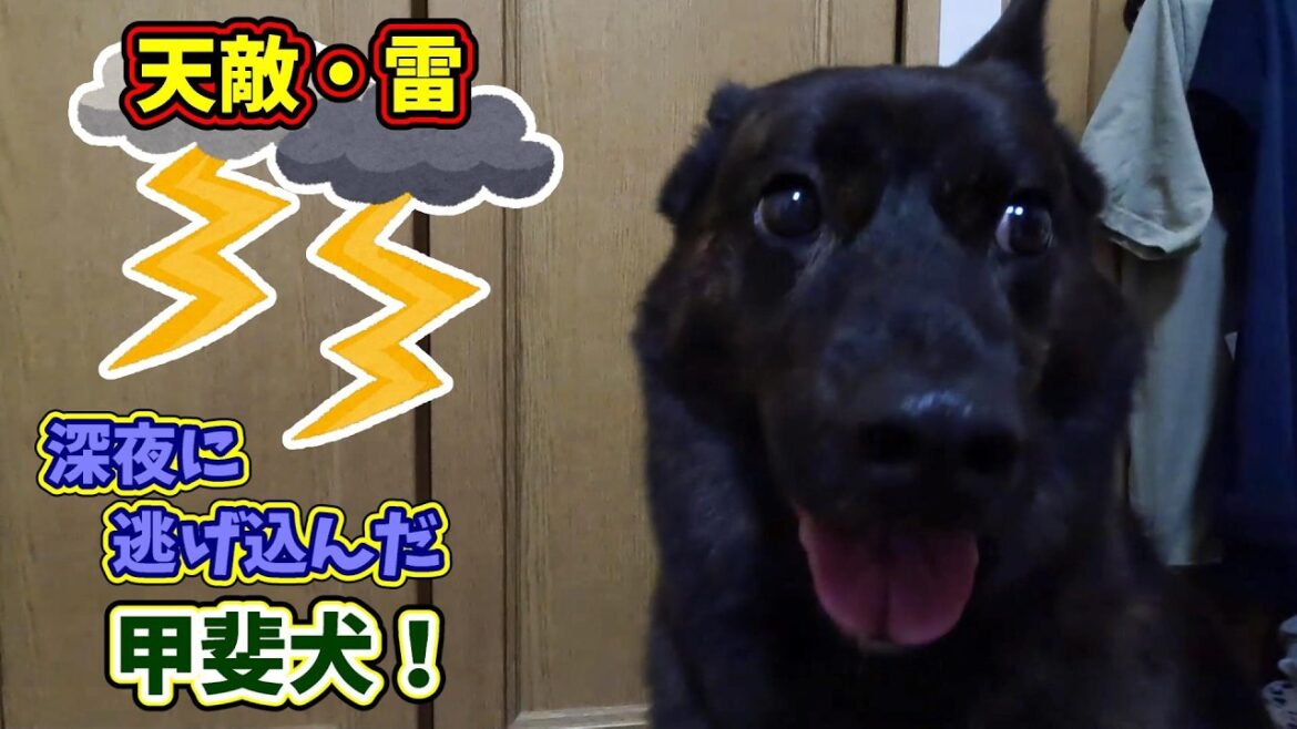 雷が怖くて寝室に来た甲斐犬-　甲斐犬いち