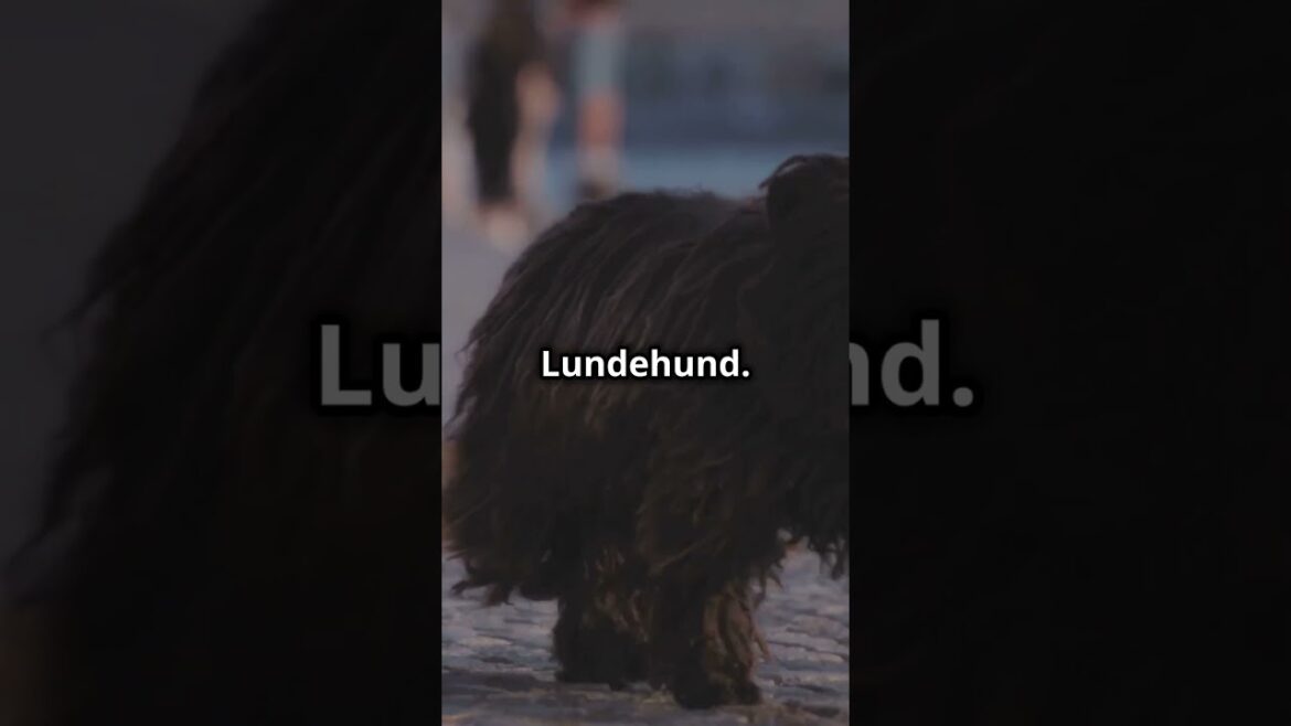 Top 5 Rare Dog Breeds That Will Amaze You! ๐พ๐ถ #shorts Top 5 Rare Dog Breeds That Will Amaze You! ๐พ๐ถ #shorts