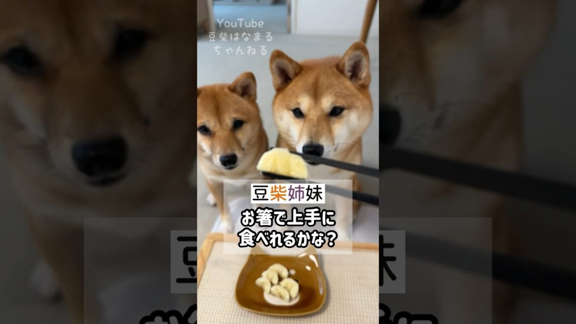 おはしでおやつを食べる豆柴姉妹 #Shorts