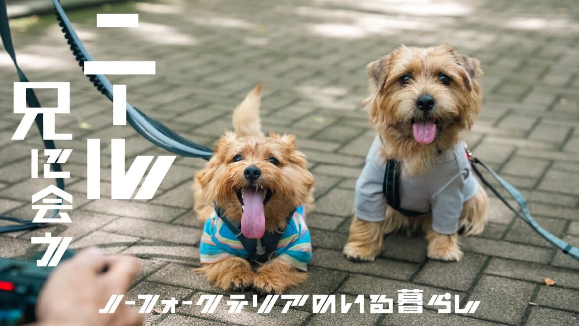 ニール 兄に会う- ノーフォークテリアのいる暮らし Vol.15