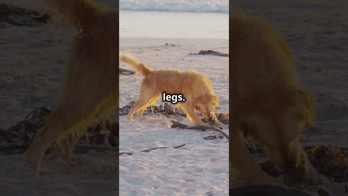 Discover Top 5 Emotional Support Dog Breeds! #shorts