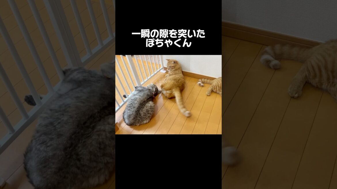最強ママ猫の一瞬の隙を突いたぽっちゃり猫 #マンチカン #shorts