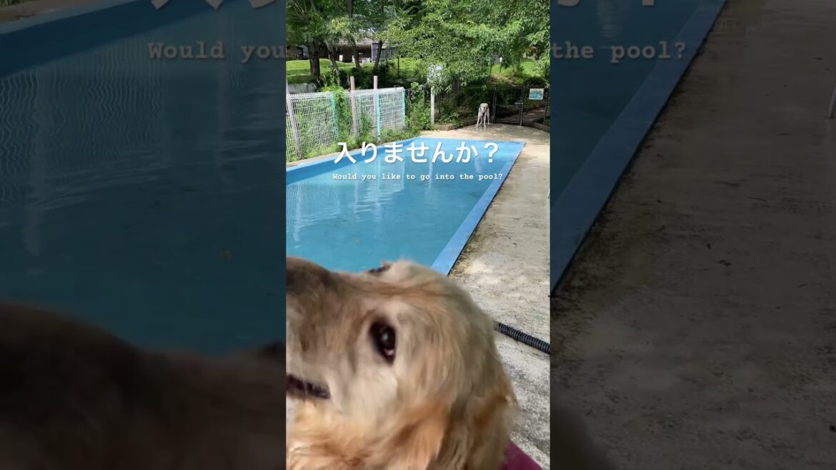 プールに来たんだよ。入ろうよ　ゴールデンレトリバー　ボクサーさん