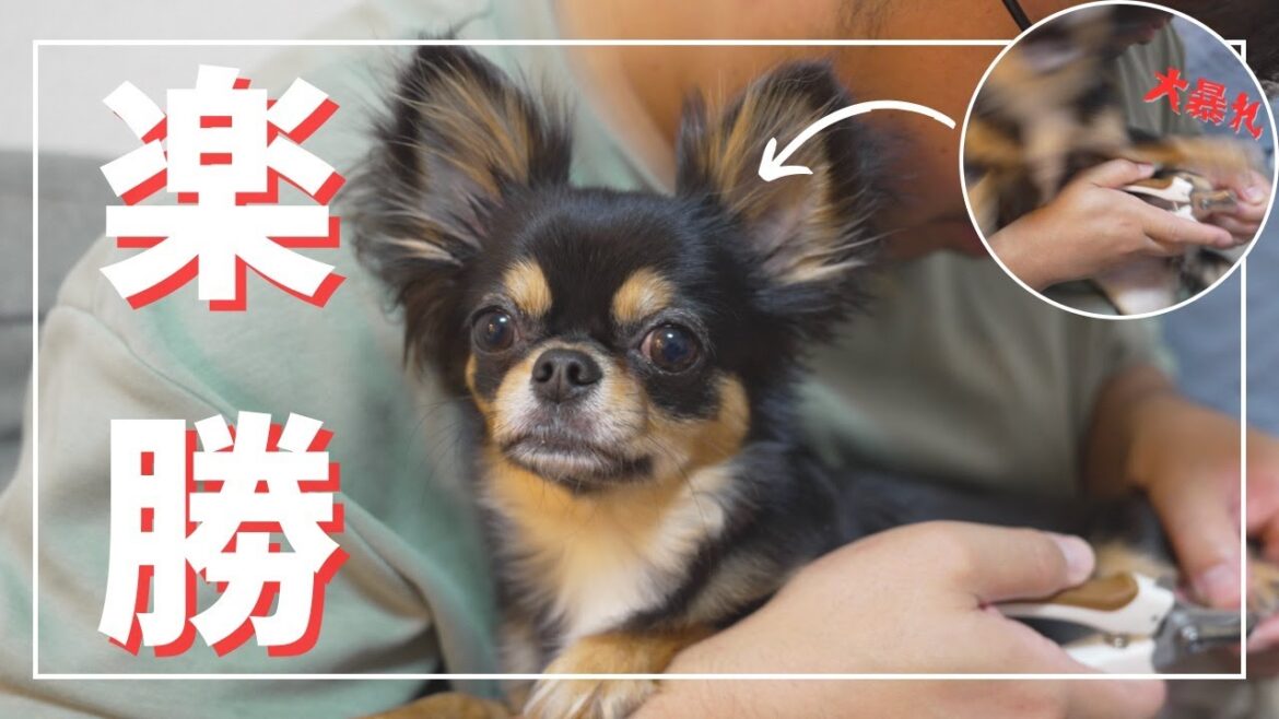 【効果的面】爪切り大嫌いな愛犬チワワにある方法を試したら...驚くほど爪切りが得意になりました