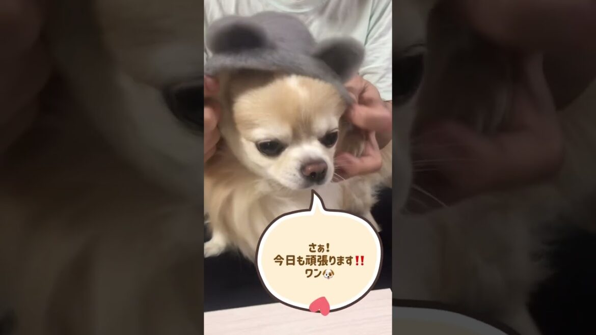 【ぷん助】ＬＯＶＥマシーンチワワ #shorts #chihuahua #ロングコートチワワ  #モーニング娘 #loveマシーン