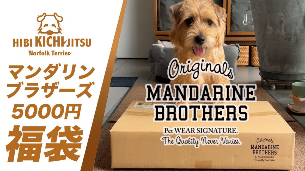 愛犬キチ マンダリンブラザーズ Happy summer bag【 dog ノーフォークテリア norfolkterrier 】