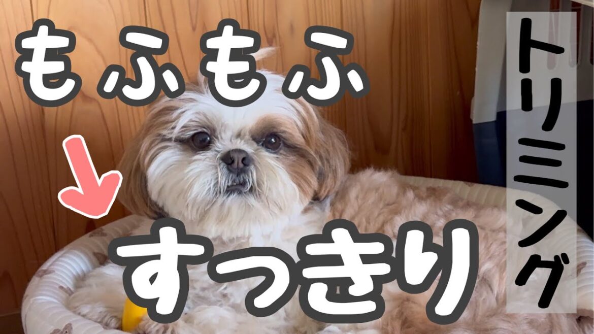 [シーズー多頭飼い]どっちも可愛い……
