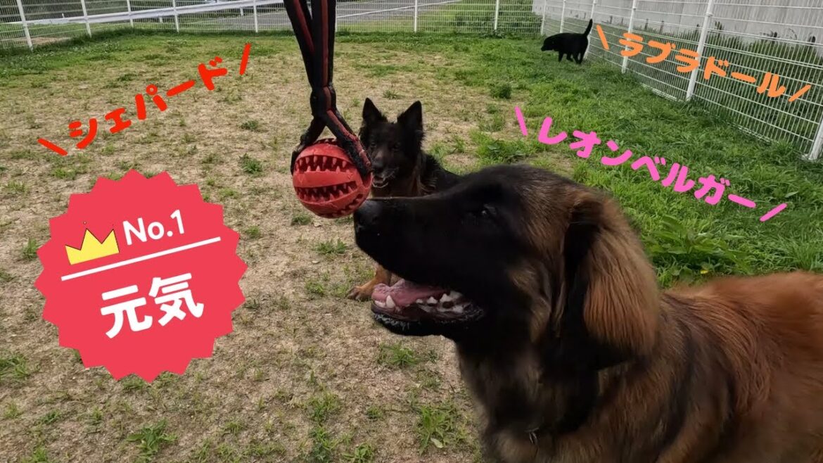 【超大型犬・大型犬】ラブラドール、シェパード、レオンベルガー兄弟の日常