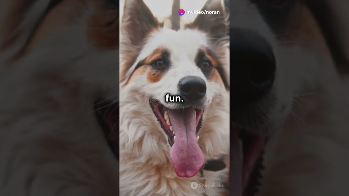 Why Your Dog Needs Playdates!