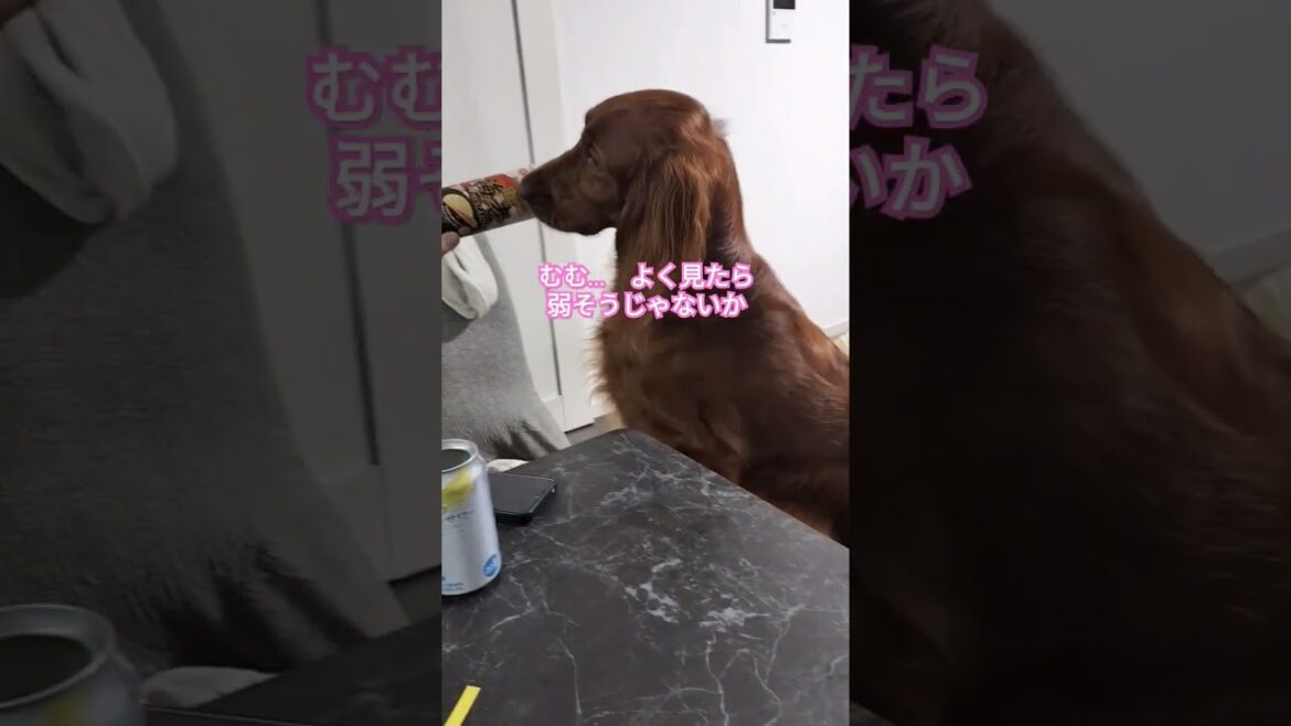 20gに勝ちたい27kg #ペット #dog #犬のいる暮らし #大型犬 #irish #irishsetter #アイリッシュセッター