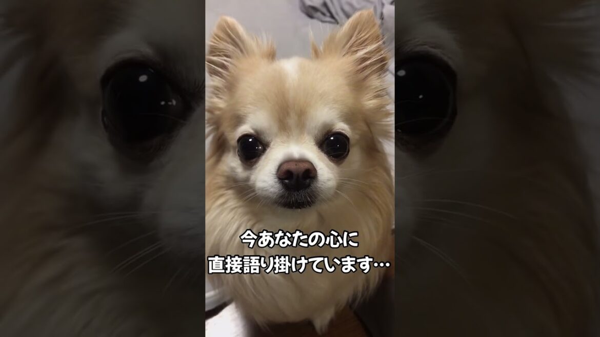 【ぷん助】心に語り掛けるチワワ #shorts #chihuahua #ロングコートチワワ  #今あなたの心に直接語り掛けています