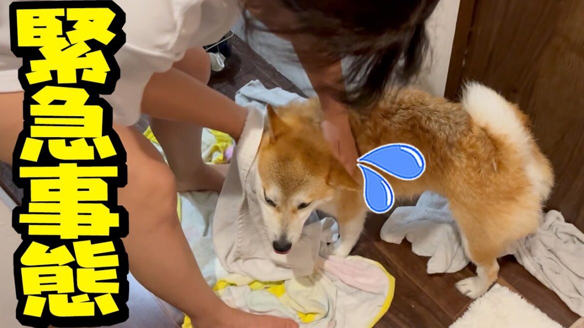 実は…一周忌にまさかの大変な事が起こり柴犬姉妹が丸洗いされる事態に