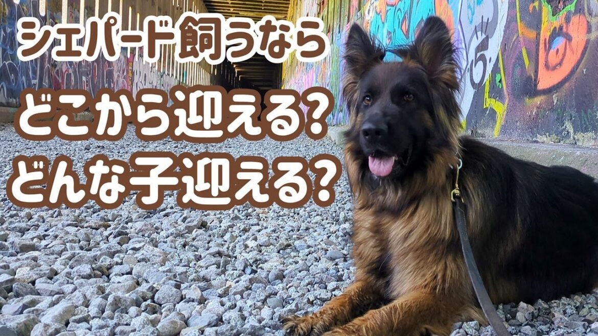 【ジャーマンシェパード】「犬を飼おう！」から考える、あんな犬こんな犬、あんな事こんな事…今日もいろいろ話してます😊