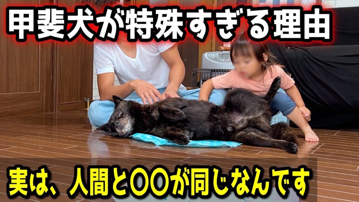 甲斐犬の、あまり知られていない特殊すぎる特性【甲斐犬一休と猫のしずく】