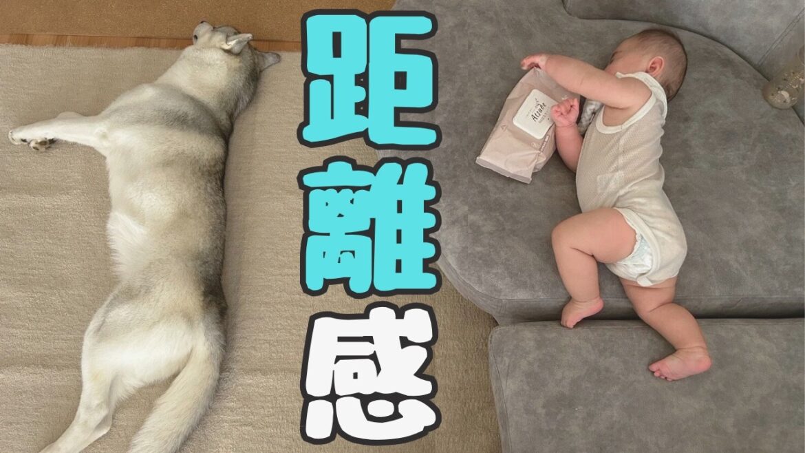 【 ほっこり 】生後6カ月の赤ちゃんと愛犬ハスキーの距離感！こんな感じです♪