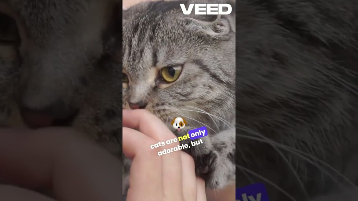 The CATS That Protect Owners Like Dogs (2024)