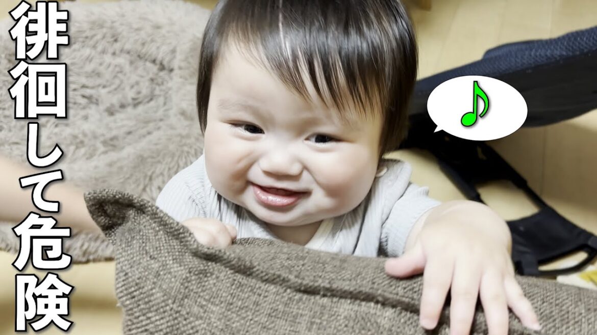 掴まり立ちが楽しくて動き回る赤ちゃんを遠くから見守る柴犬