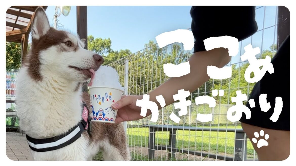 【シベリアンハスキー】ここあドックランの後の初めてのかき氷🍧