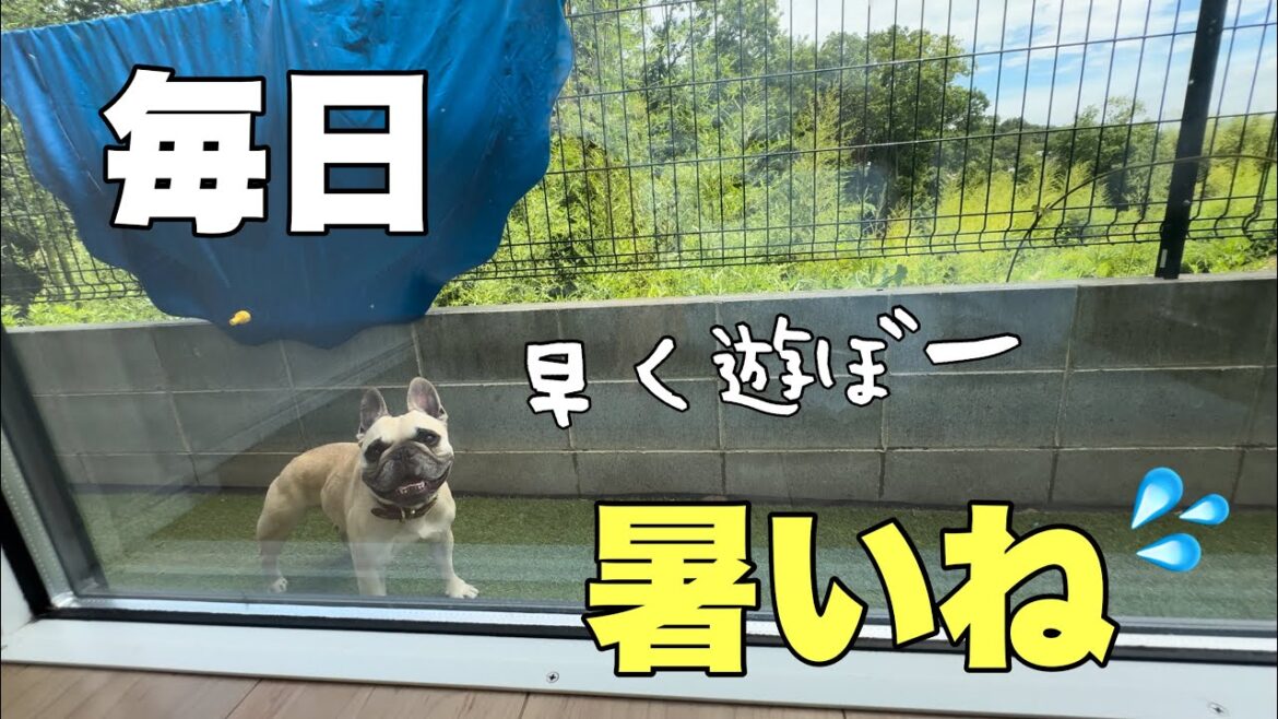 【1日密着】暑くてたまらん1日、6兄弟はどうしてる⁈ 【1日密着】暑くてたまらん1日、6兄弟はどうしてる⁈