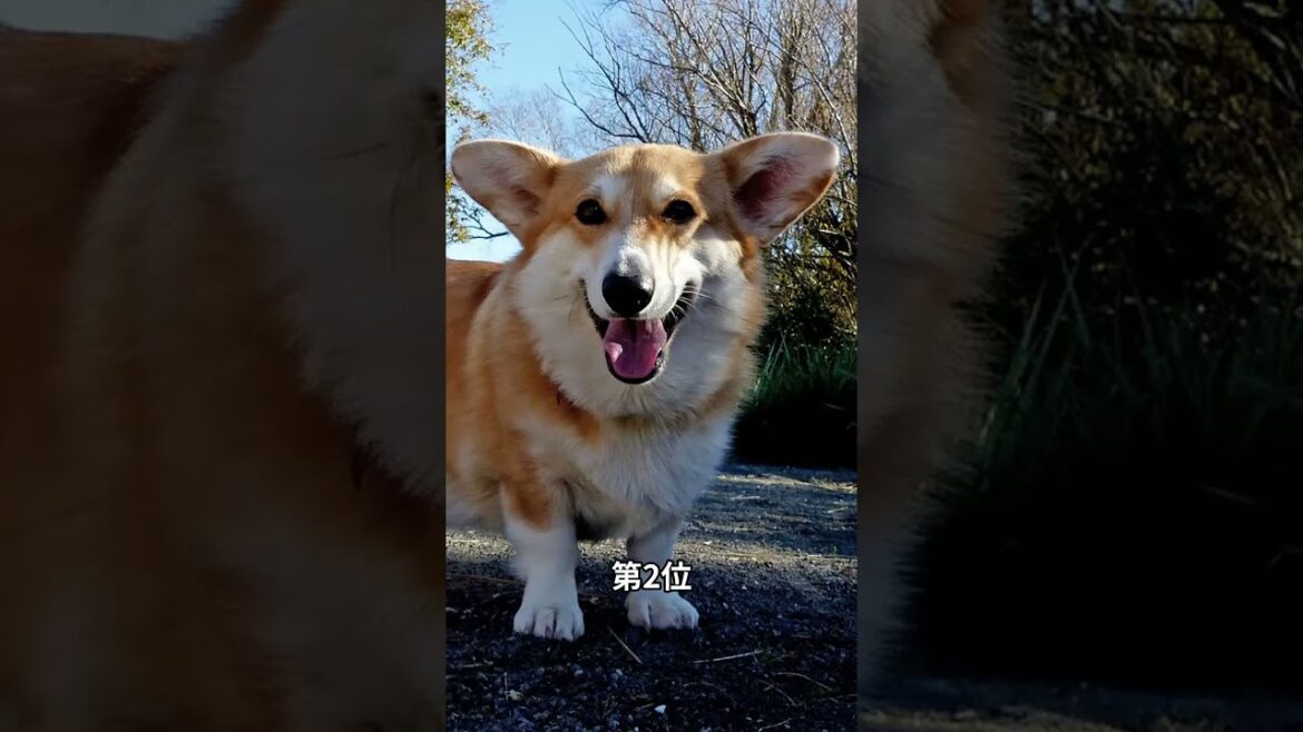 「コーギーのきゅんと来るエピソード3選！」　 #犬好き