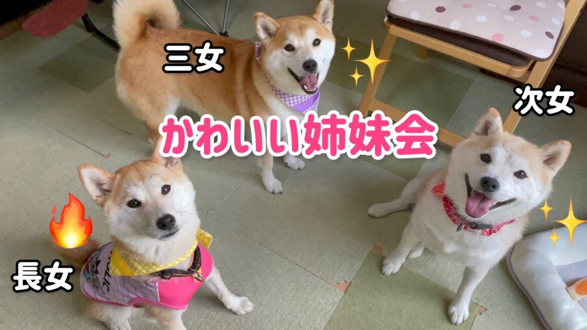 オヤツ連続食いでまた個性が爆発していました！かわいい柴犬三姉妹♪