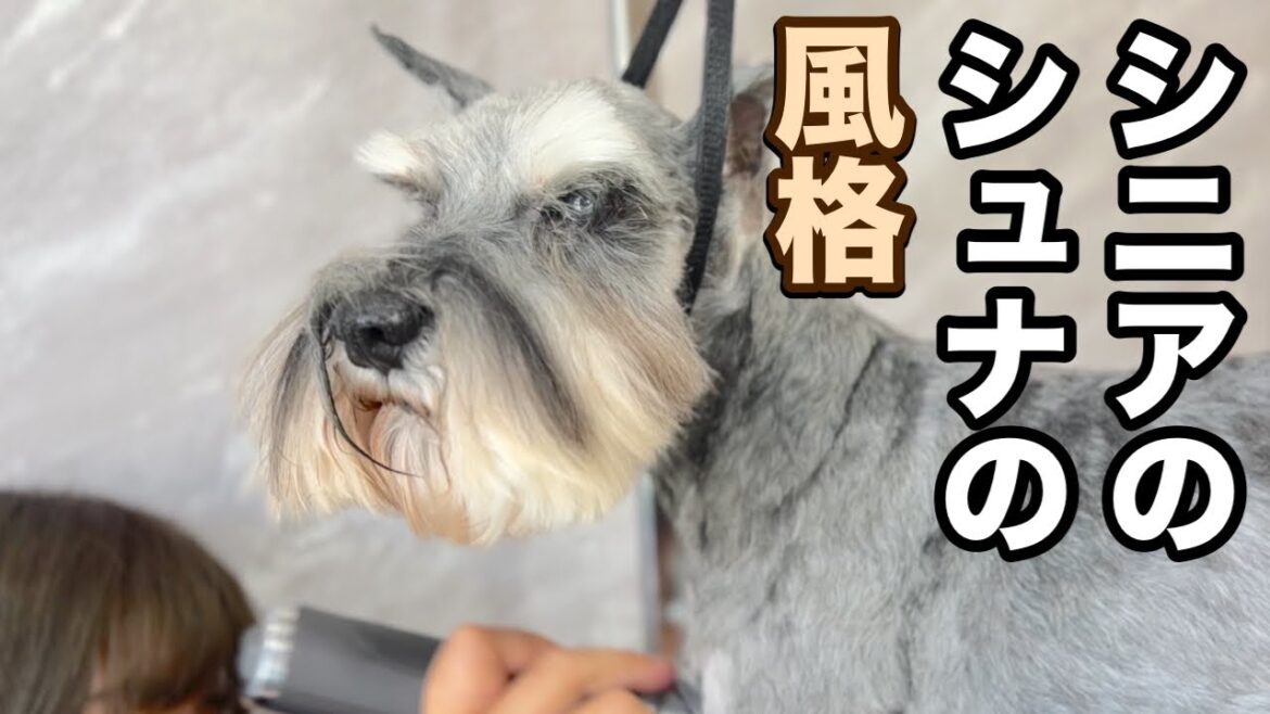 シニアのシュナは風格がある！？（つくしちゃん）