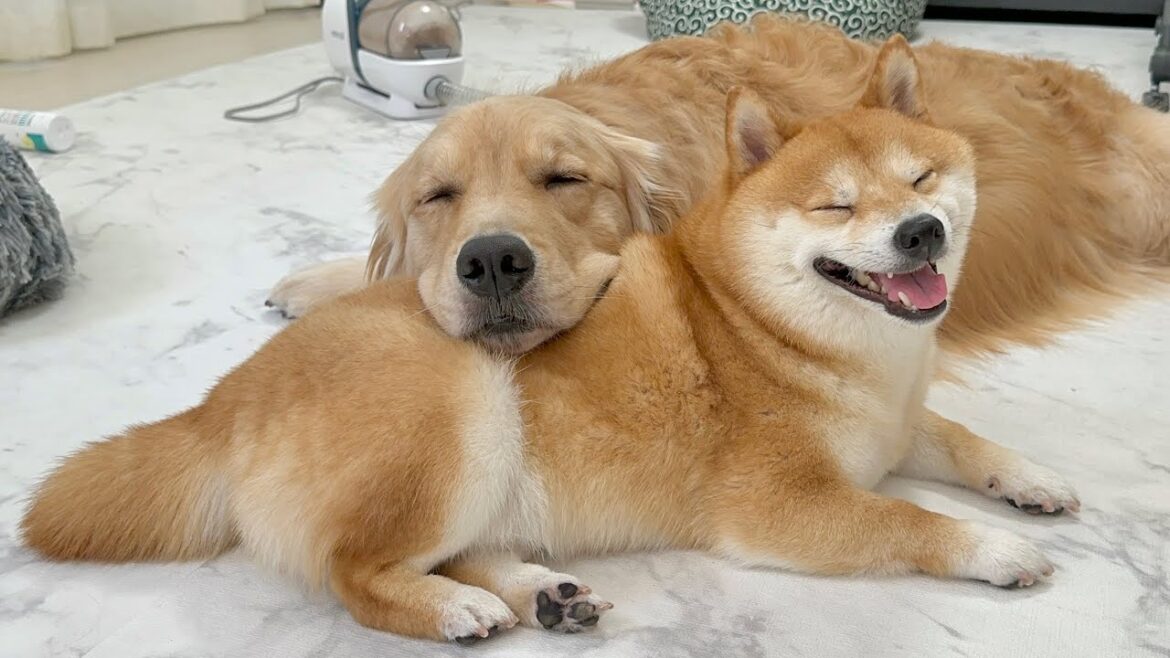 眠くなると兄の背中をかりて寝始めてしまう甘えん坊なゴールデンレトリバーが可愛すぎました… 眠くなると兄の背中をかりて寝始めてしまう甘えん坊なゴールデンレトリバーが可愛すぎました...