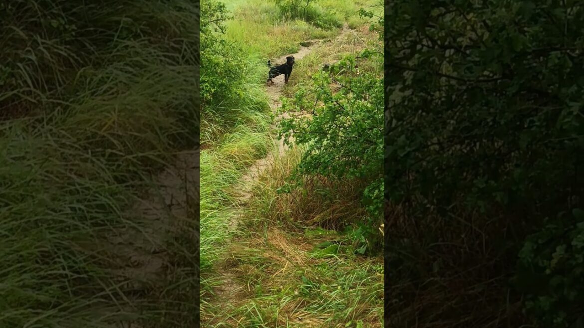 ⚡Рубик⚡ нашествие улиток в июне ягдтерьер jagdterrier snails nature