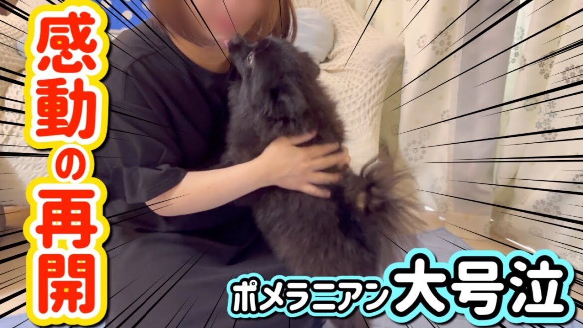 【出産】1週間ぶりに飼い主と再会するポメラニアン 【出産】1週間ぶりに飼い主と再会するポメラニアン