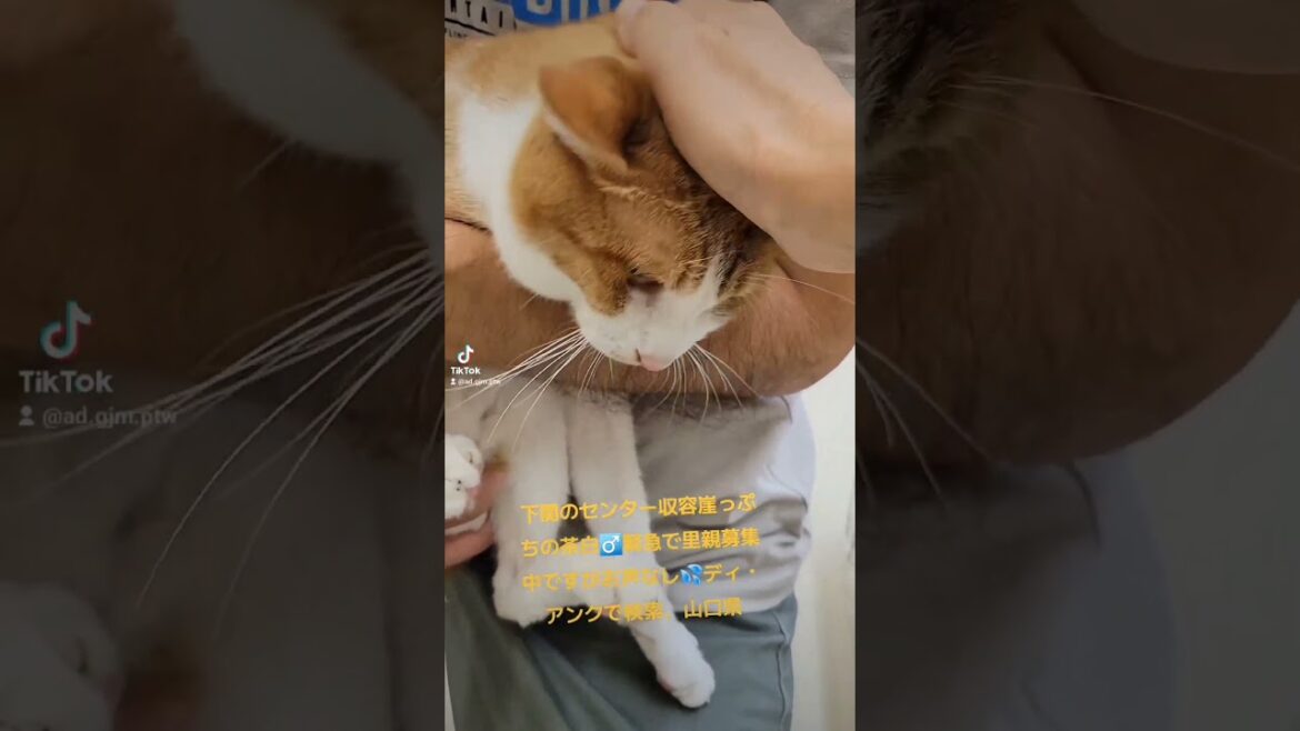 良い子です‼️お願いします🙇#保健所収容#助けて下さい 良い子です‼️お願いします🙇#保健所収容#助けて下さい