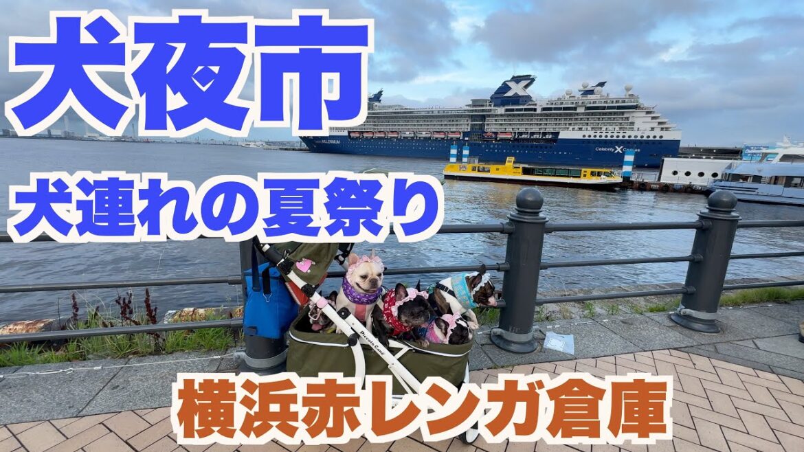 犬夜市 犬の夏祭り 横浜赤レンガ 【 フレンチブルドッグ french_bulldog 】