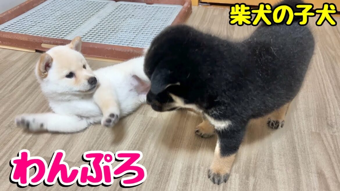 【柴犬 子犬】子犬同士の遊びが可愛すぎた