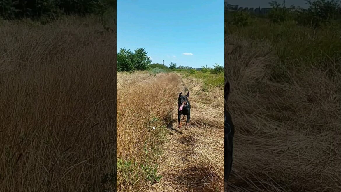 ⚡Рубик⚡ подзыв на свист ягдтерьер jagdterrier