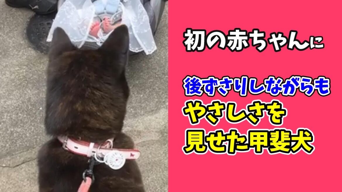 元気な赤ちゃん生まれました-　甲斐犬いち