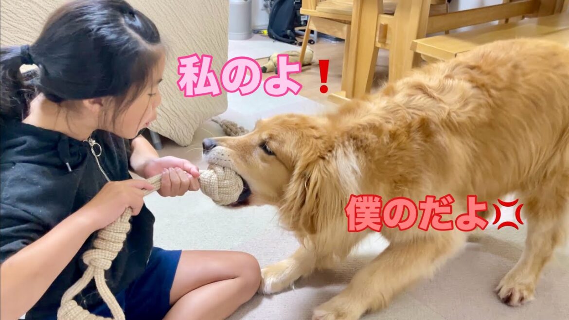 兄弟喧嘩をするように奪い合う似た者同士の2人【ゴールデンレトリバーとミニチュアダックスフンド】