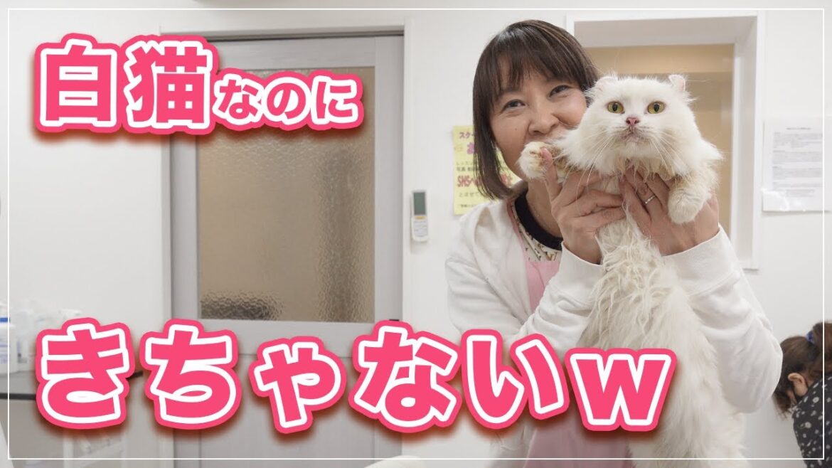 【キャベツちゃん】白猫なのになんでこんなに汚すの！【アメリカンカール】
