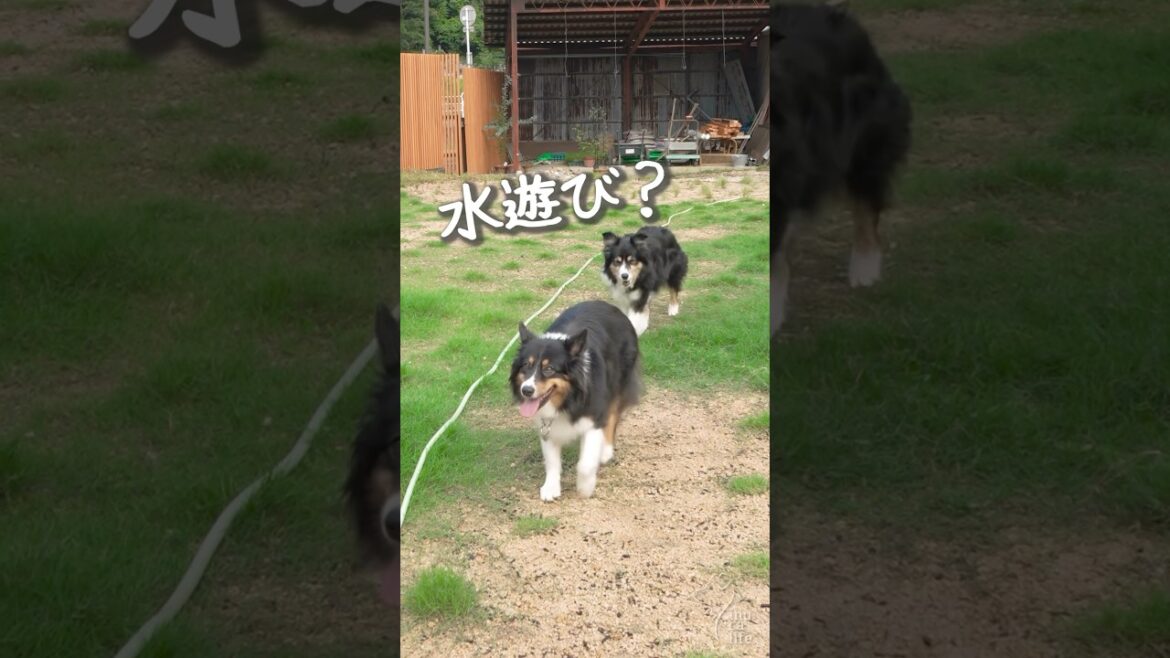 水にびっくりするボーダーが可愛い #ボーダーコリー #オーストラリアンシェパード #dog
