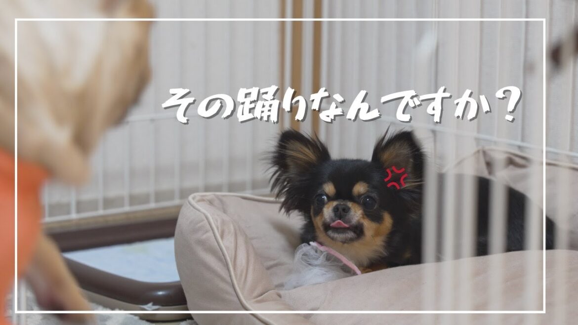 先住犬フレブルの変な踊りアピールに、とんでもなく怒る後輩犬チワワ