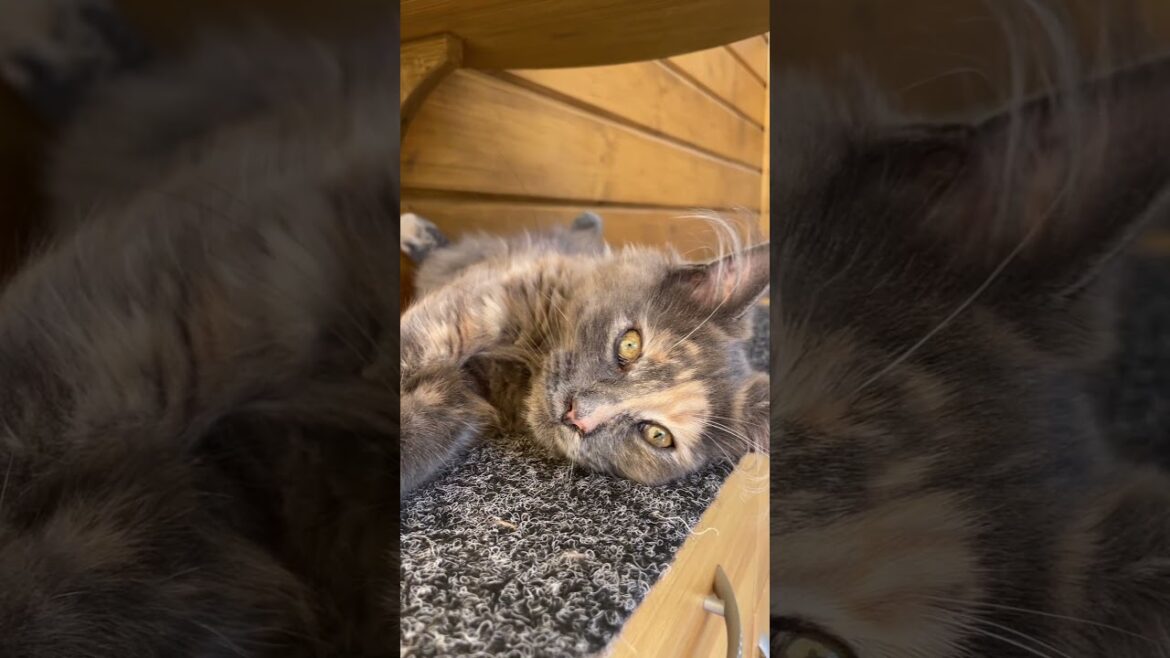 Relax nel dehors della piccola Mendy 🐈⬛#relax#mainecoon #catlover #Gatti Relax nel dehors della piccola Mendy 🐈⬛#relax#mainecoon #catlover #Gatti