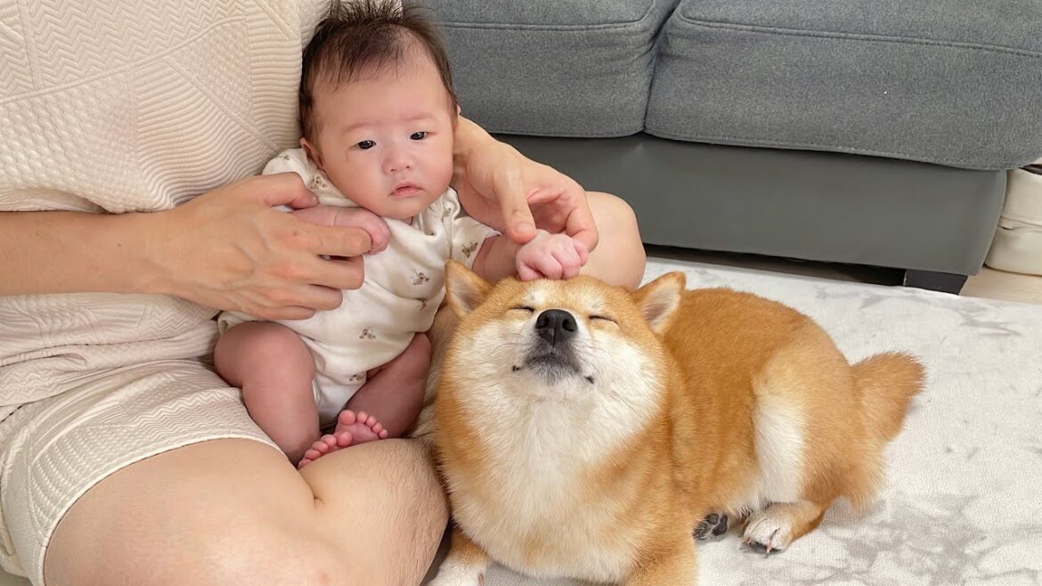 泣き続ける赤ちゃんも自慢のモフモフボディーで泣き止ませてしまう豆柴が凄すぎました… 泣き続ける赤ちゃんも自慢のモフモフボディーで泣き止ませてしまう豆柴が凄すぎました...