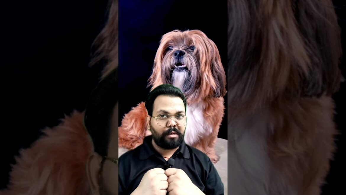 Lhasa apso || 🔥🔥🔥