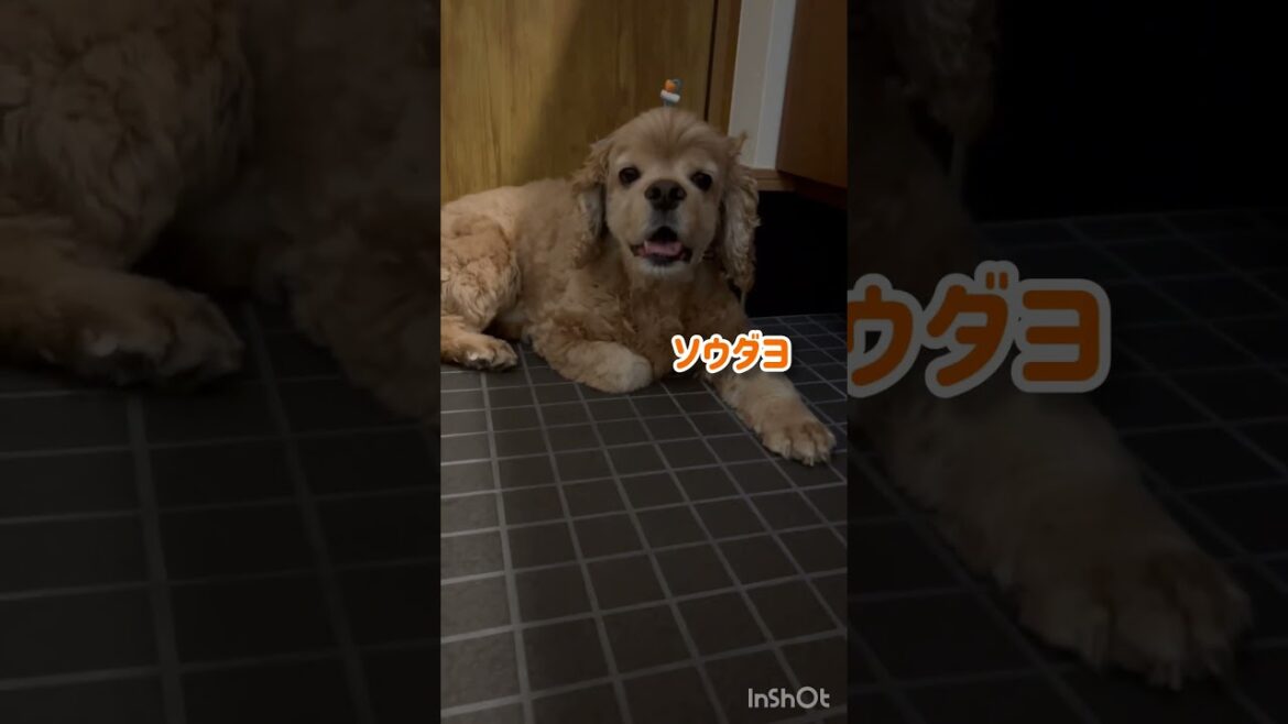ぼくは待ってるよ #shorts #アメリカンコッカースパニエル #アメコカ
