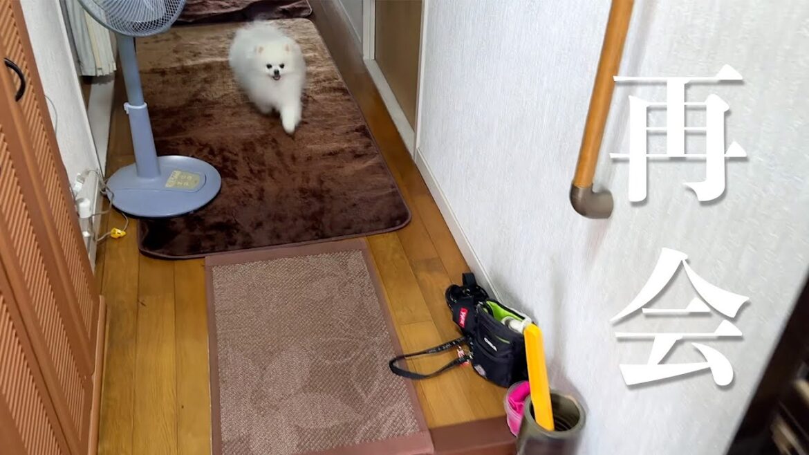 実家に預けていた愛犬と数日ぶりの再会 実家に預けていた愛犬と数日ぶりの再会