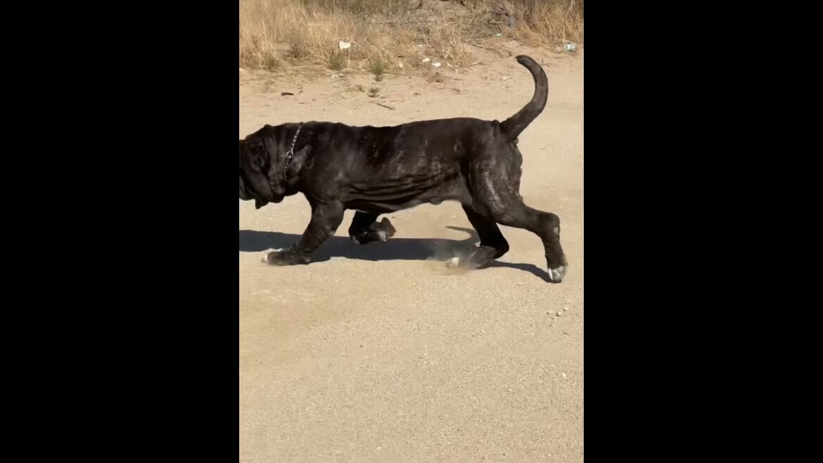 Correct Neapolitan Mastiff Movement