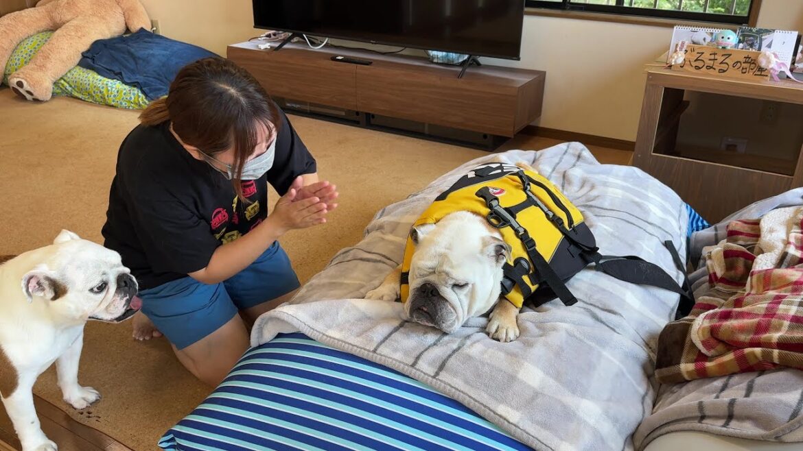 今夏初プールを前に、死んだ魚の目になるブルドッグのぶるまる…
