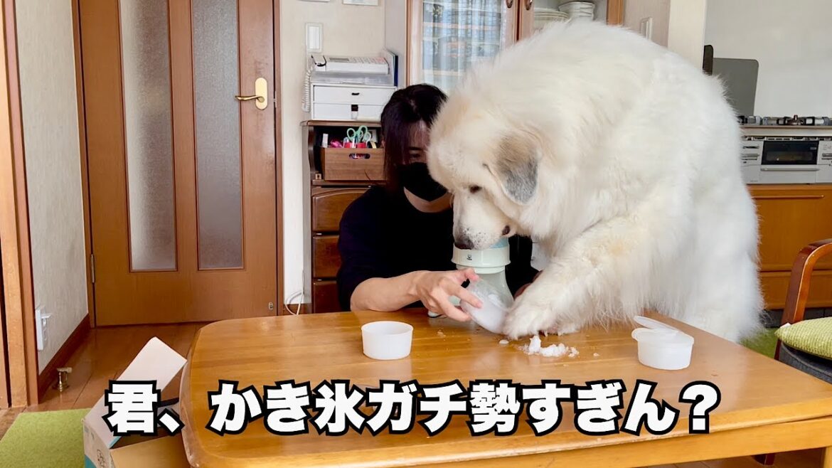 あちちなので「かき氷」貪り喰らっちゃう超大型犬【夏が来た編】