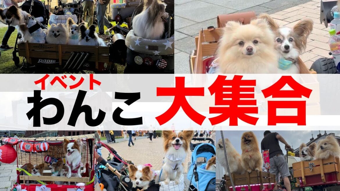 【犬イベント】横浜赤レンガ倉庫に大集合‼️＃dogvlog#yokohama #papiyonn #Pomeranian