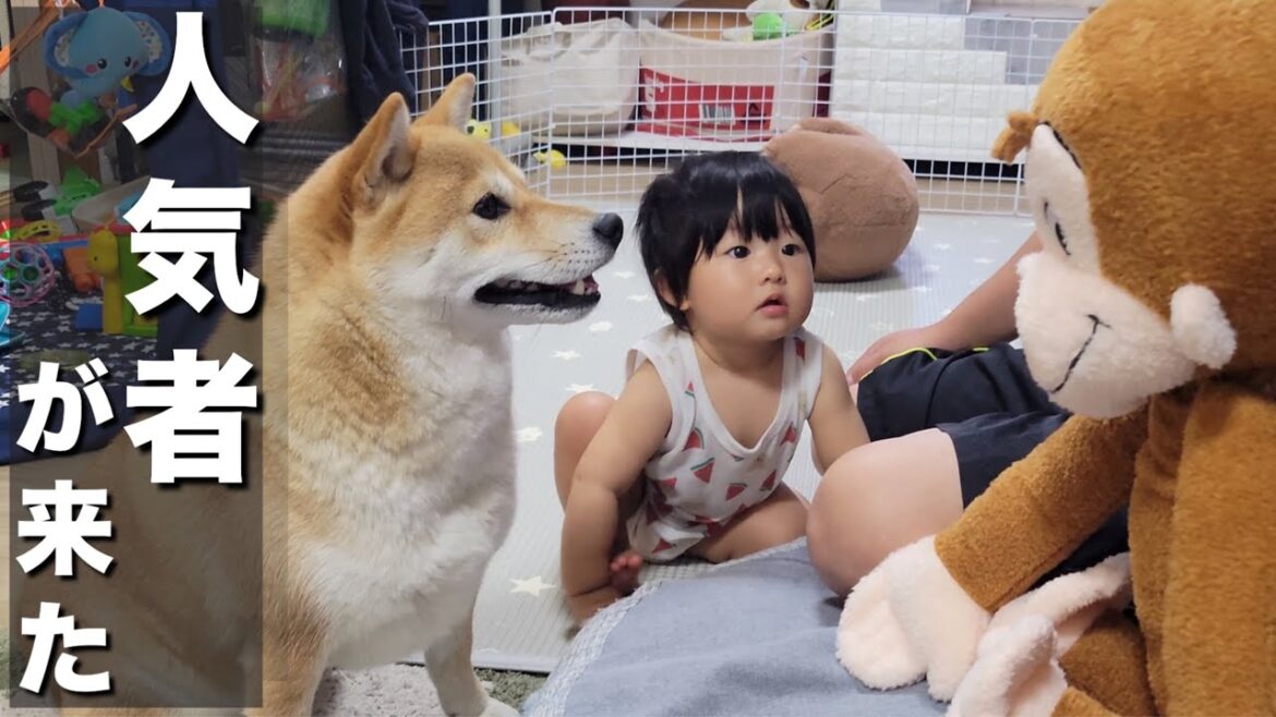 子供に人気の猿のジョージ、遊びが大好きな柴犬＆１歳児の餌食になる